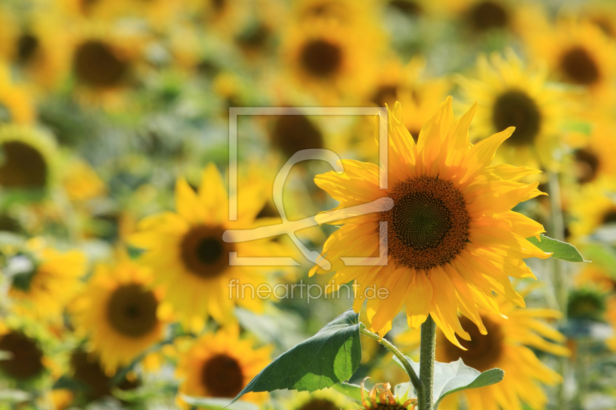 Bild-Nr.: 9368790 Sonnig erstellt von Marcel Schauer