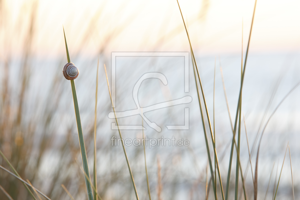 Bild-Nr.: 9369728 Strandläufer erstellt von Eisermann-Fotografie