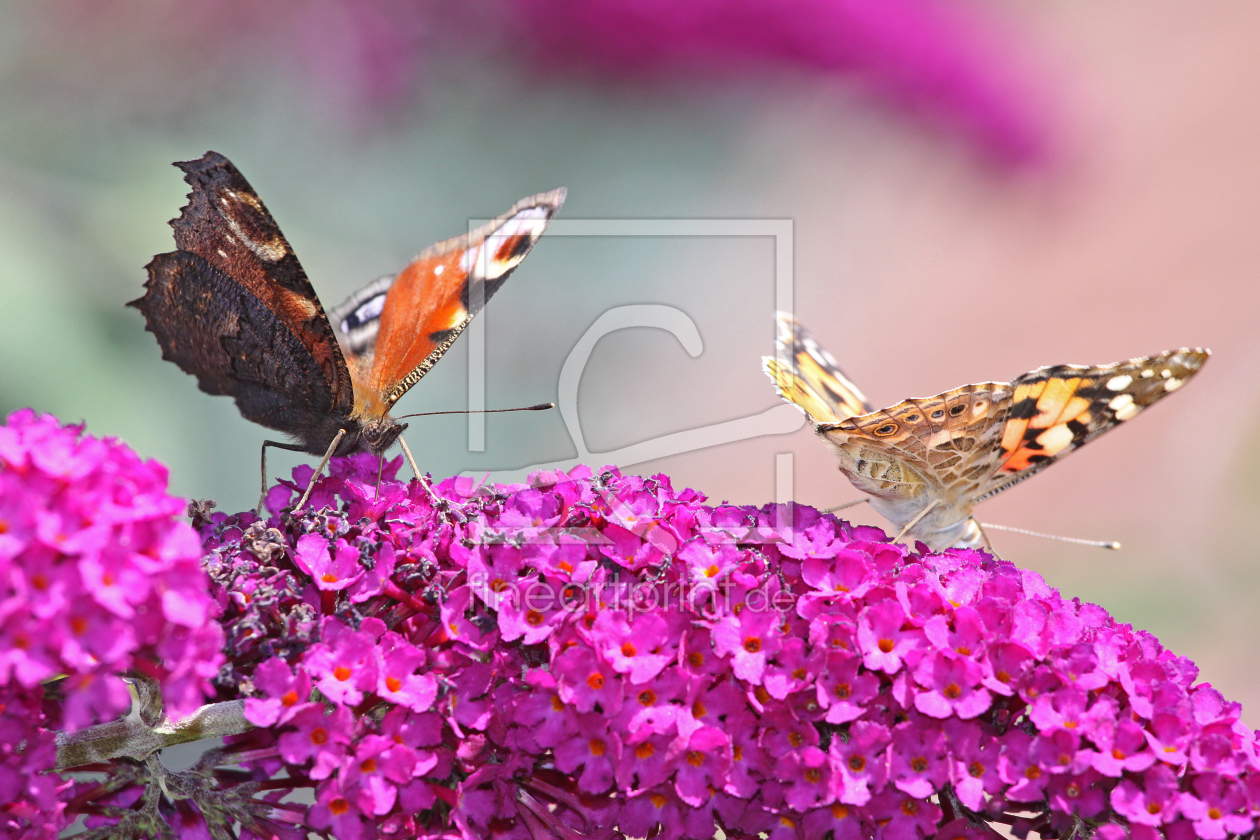 Bild-Nr.: 9370914 Butterfly erstellt von Rastafari