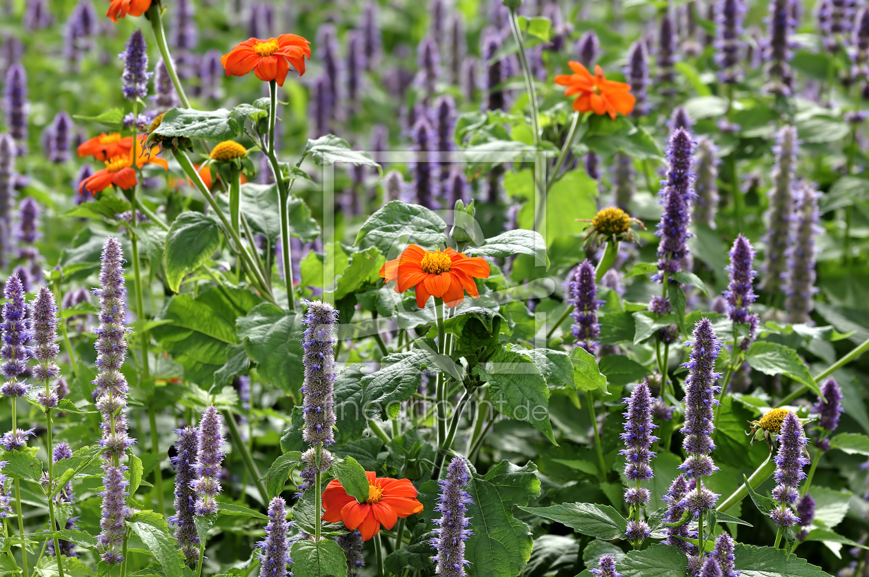 Bild-Nr.: 9371176 Colors of nature erstellt von gnubier