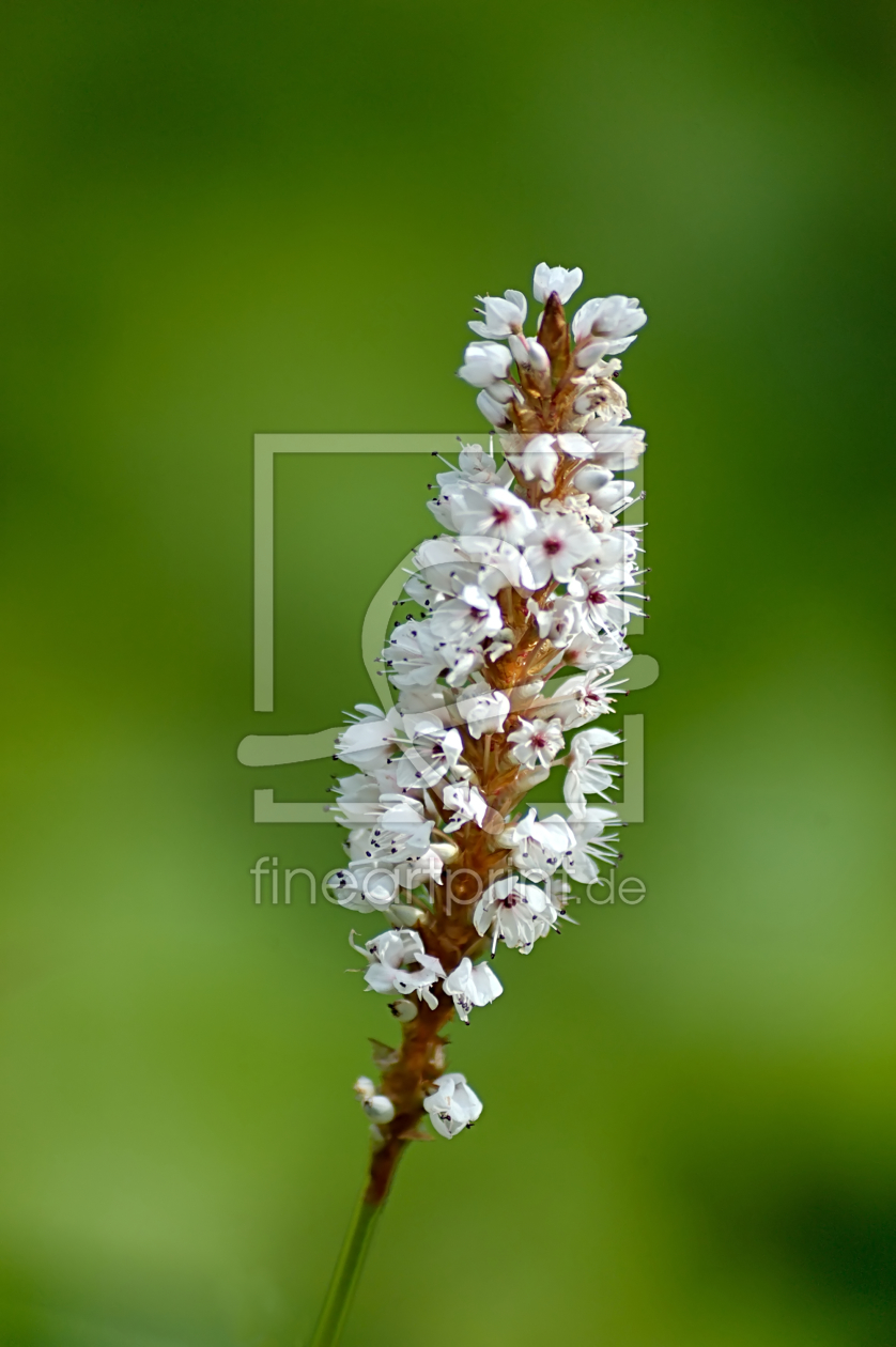 Bild-Nr.: 9372476 Blümchen erstellt von Lucius30