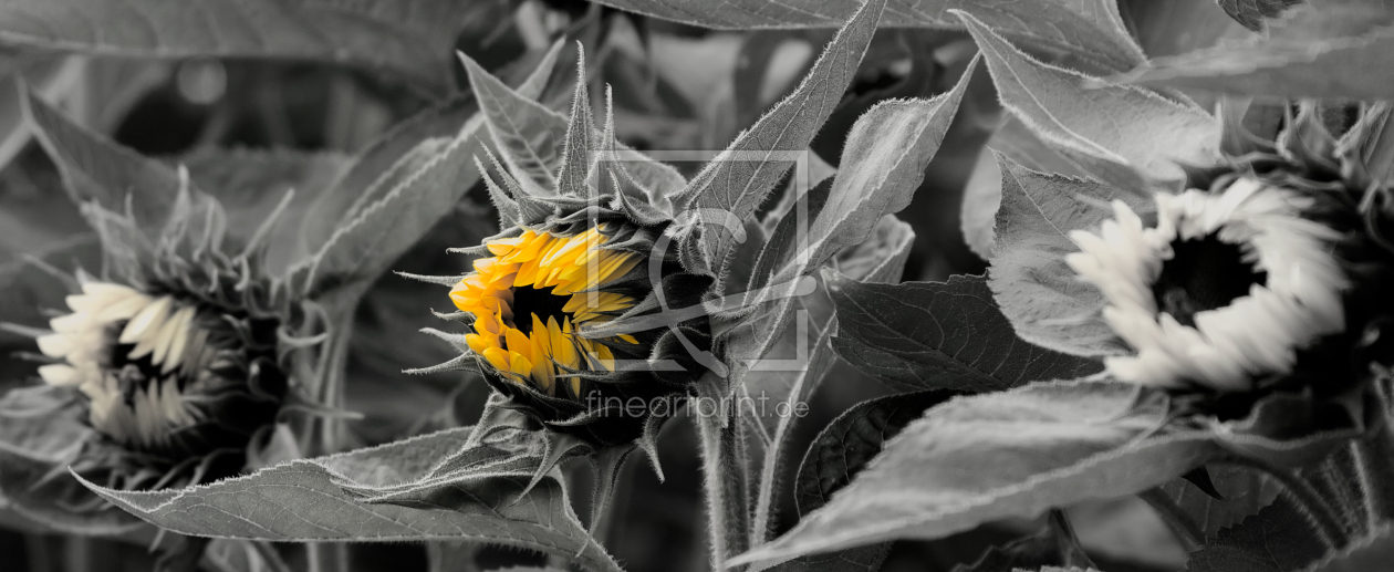 Bild-Nr.: 9373200 Sonnenblume erstellt von foto-box