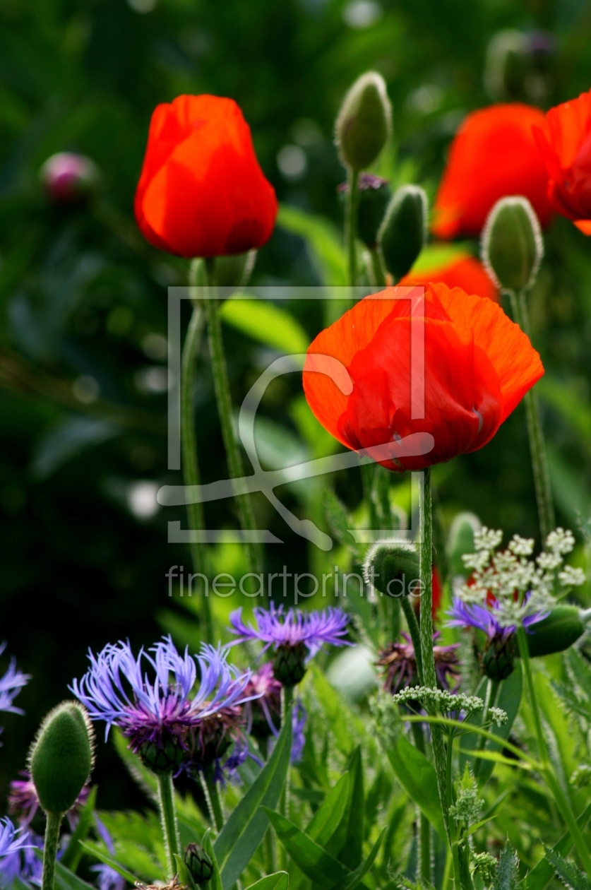 Bild-Nr.: 9373480 Mohn und Korn erstellt von Daniela Beyer