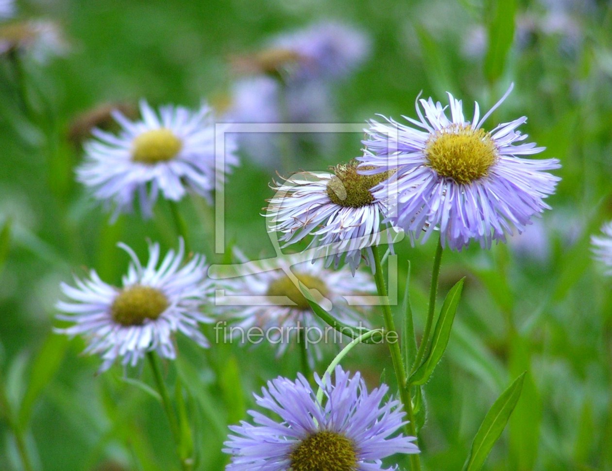 Bild-Nr.: 9375156 Himmelblau erstellt von Renate Knapp