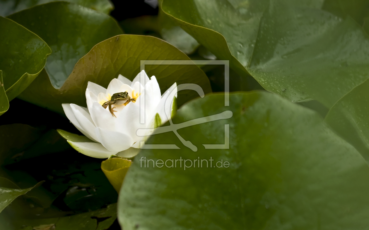 Bild-Nr.: 9375254 Frosch auf Seerose erstellt von Imagografie