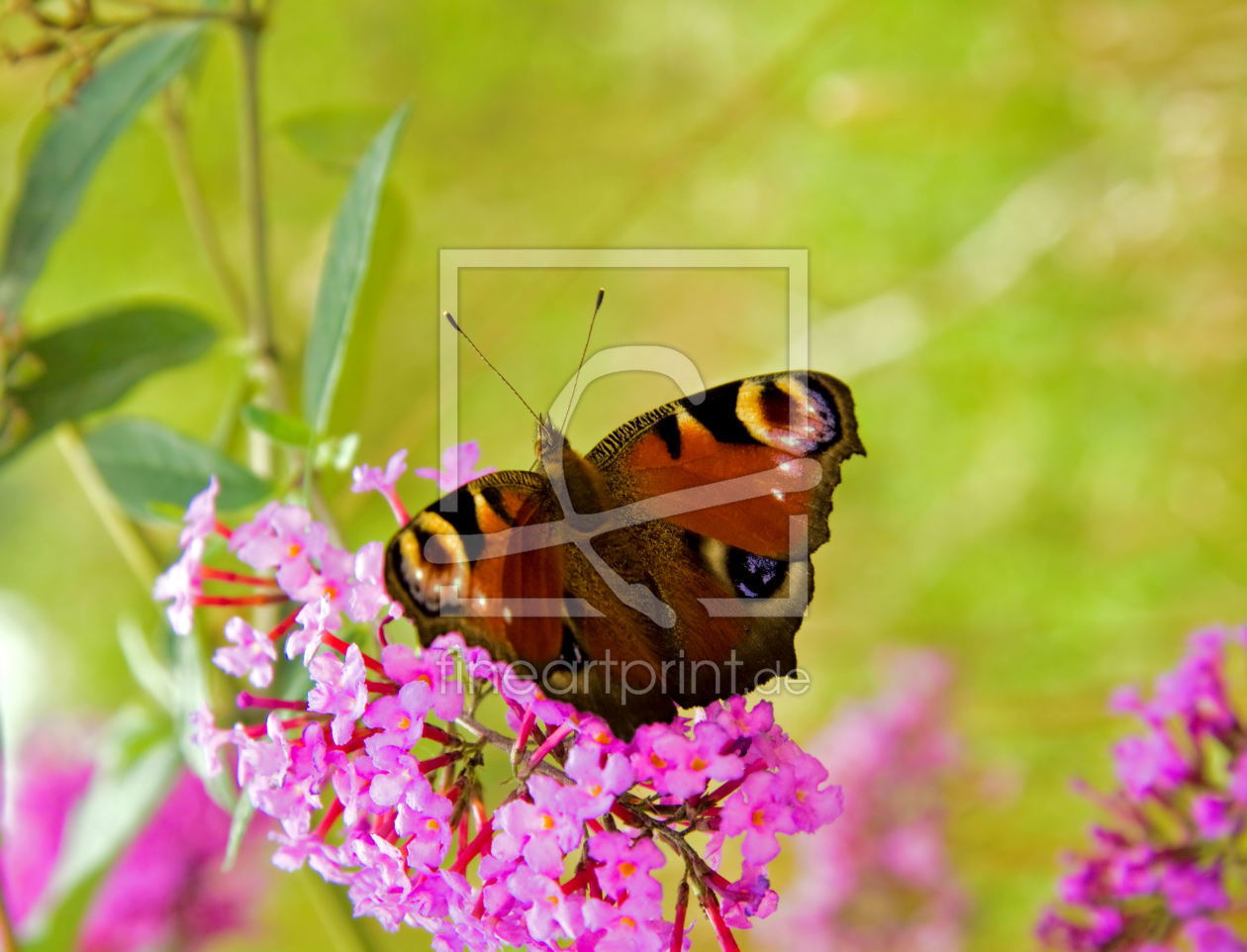 Bild-Nr.: 9376214 Schmetterling erstellt von Uwe Jahn