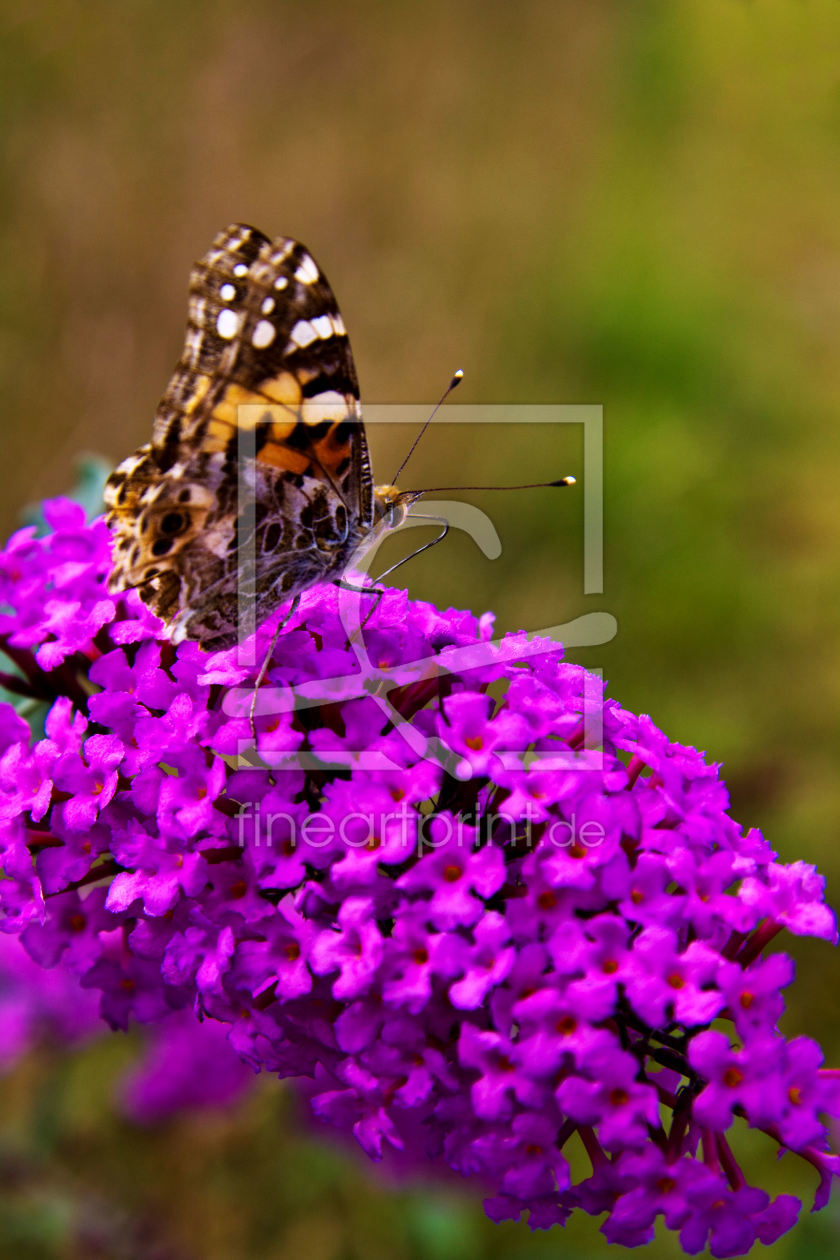 Bild-Nr.: 9376218 Schmetterling erstellt von Uwe Jahn