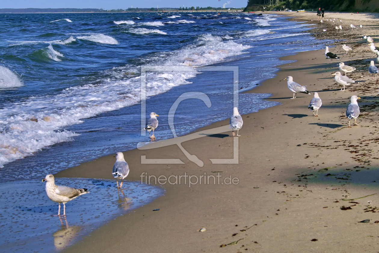 Bild-Nr.: 9376264 Möwen am Ostseestrand erstellt von kunstkonkret