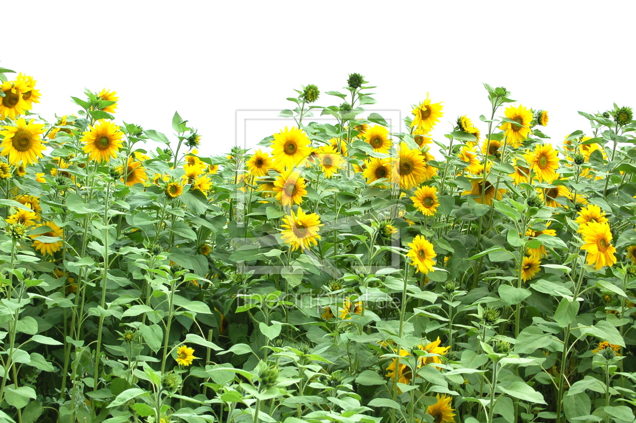 Bild-Nr.: 9378424 sonnenblume erstellt von gabrielejasmin