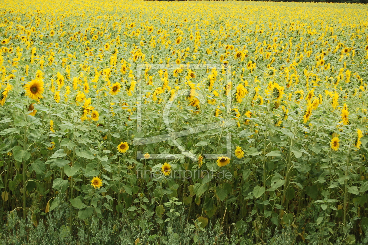 Bild-Nr.: 9378462 sonnenblume erstellt von gabrielejasmin