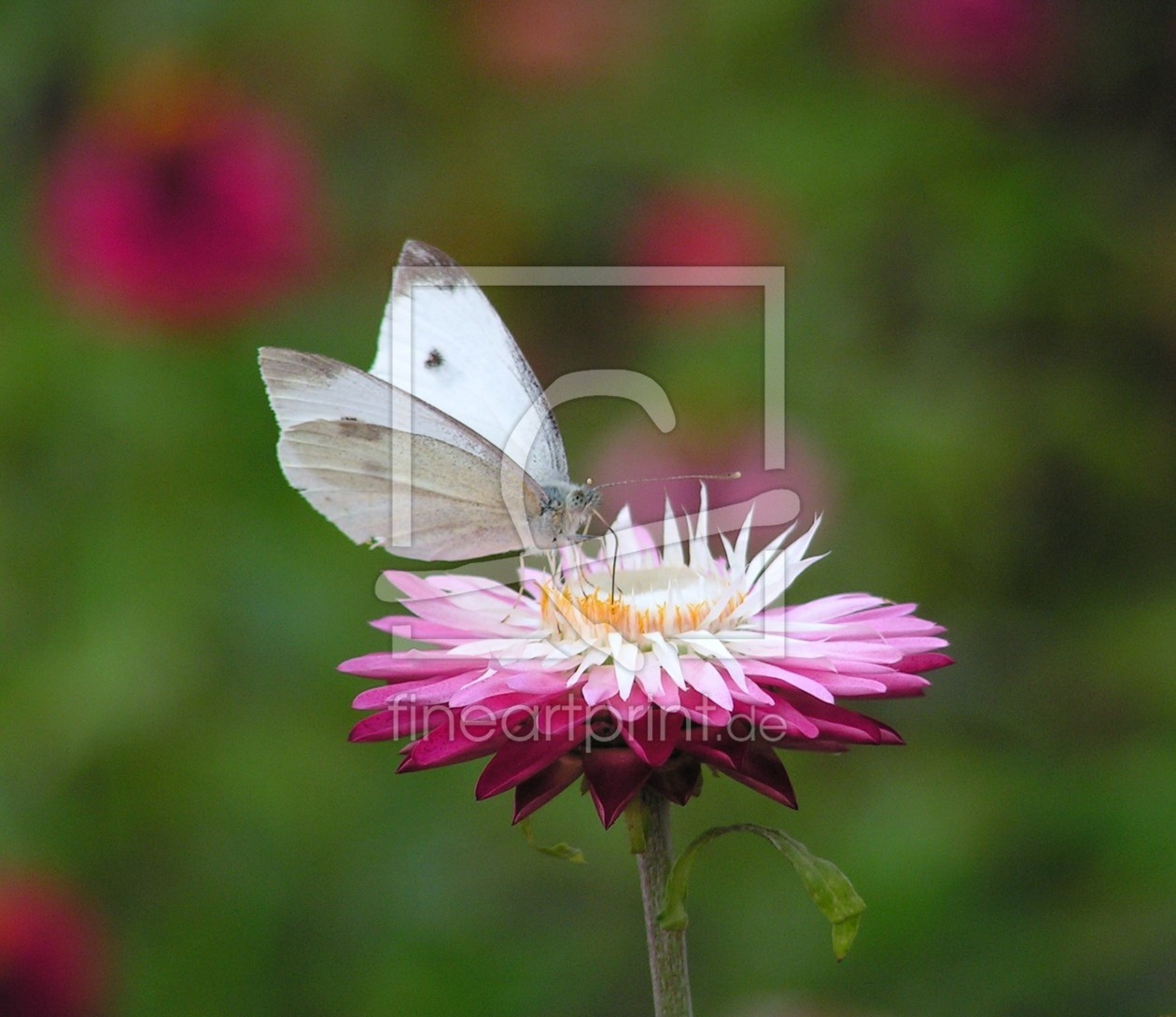 Bild-Nr.: 9379302 Schmetterlingskuchen erstellt von Renate Knapp