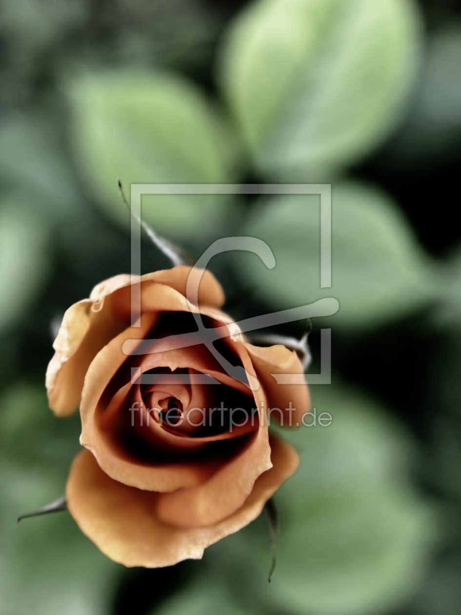 Bild-Nr.: 9379350 The Rose erstellt von gnubier