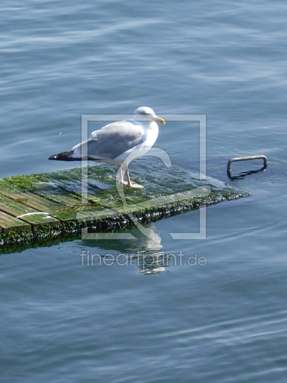 Bild-Nr.: 9382788 Möwe erstellt von TBBerlin