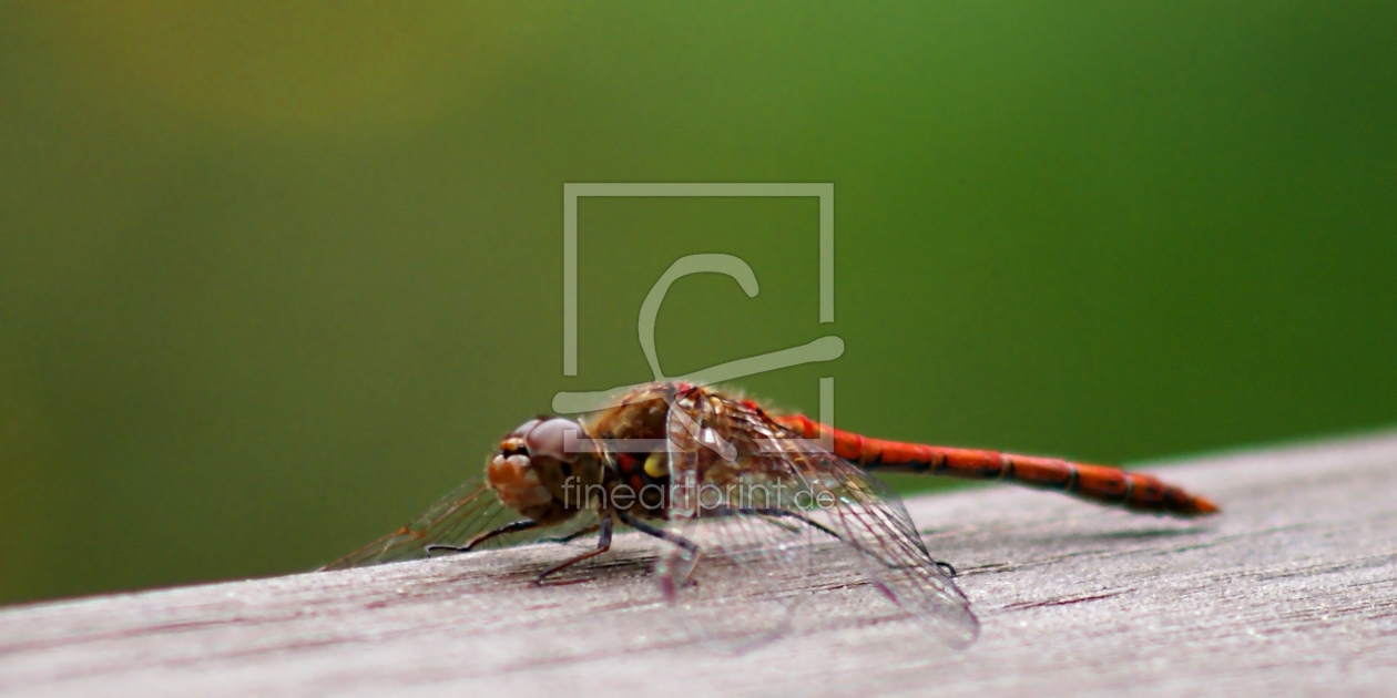 Bild-Nr.: 9383466 Heli´s stopover erstellt von youhaveadream