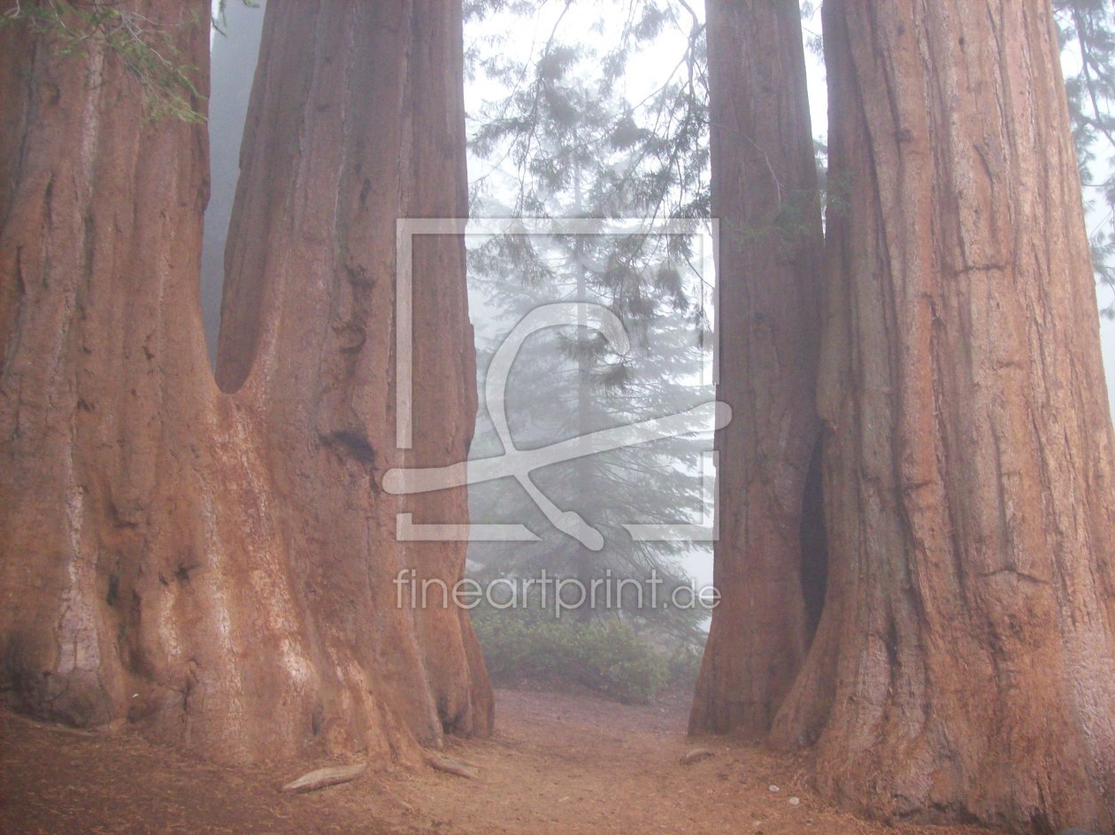 Bild-Nr.: 9383540 Redwoods im Nebel erstellt von Marion227