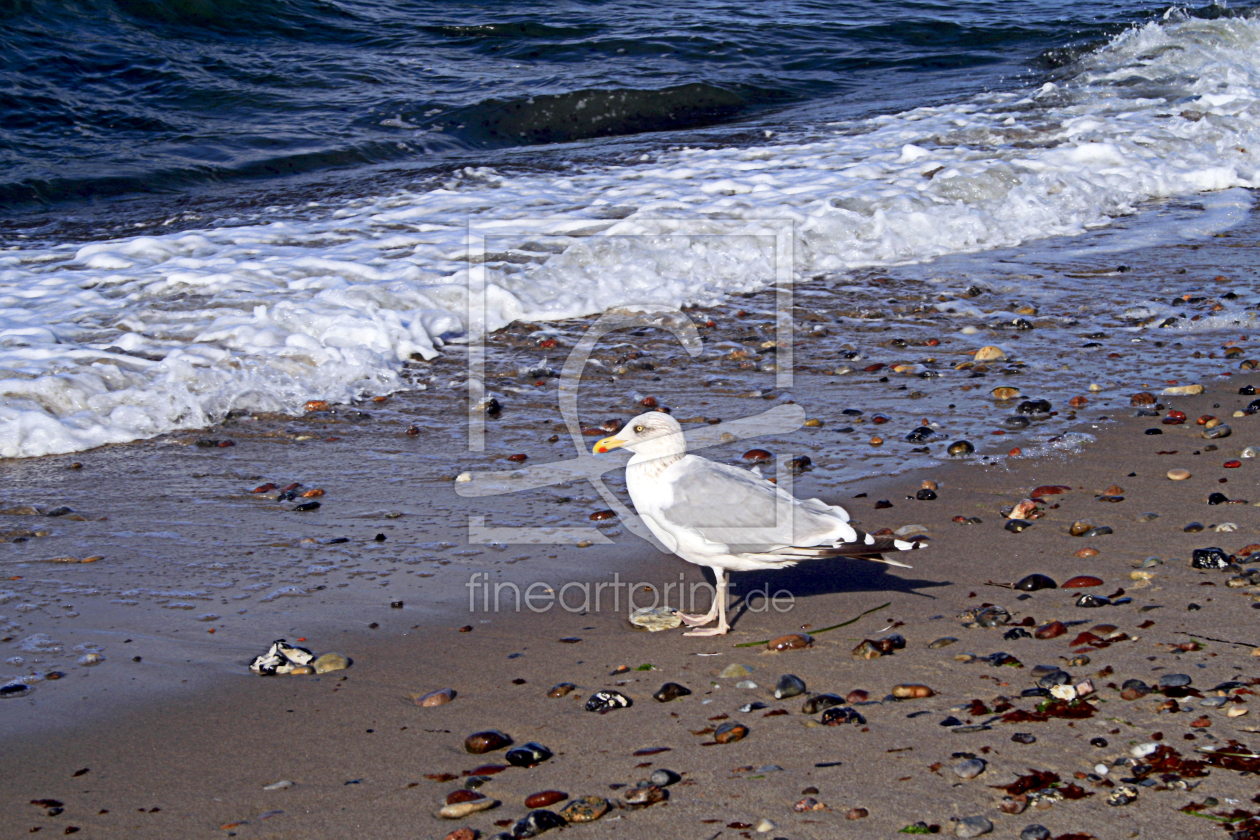 Bild-Nr.: 9383700 Strandgut erstellt von kunstkonkret