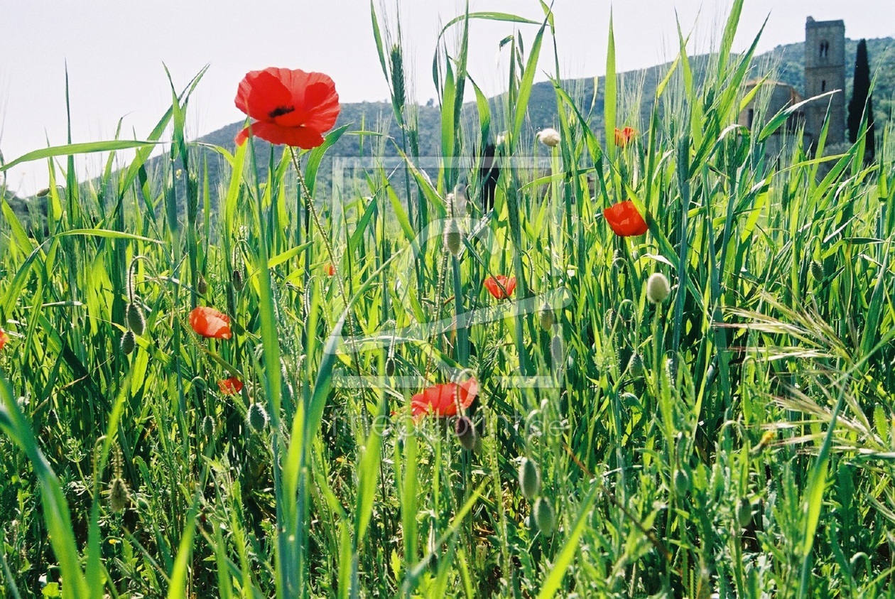 Bild-Nr.: 9384102 Sommerwiese erstellt von Lius