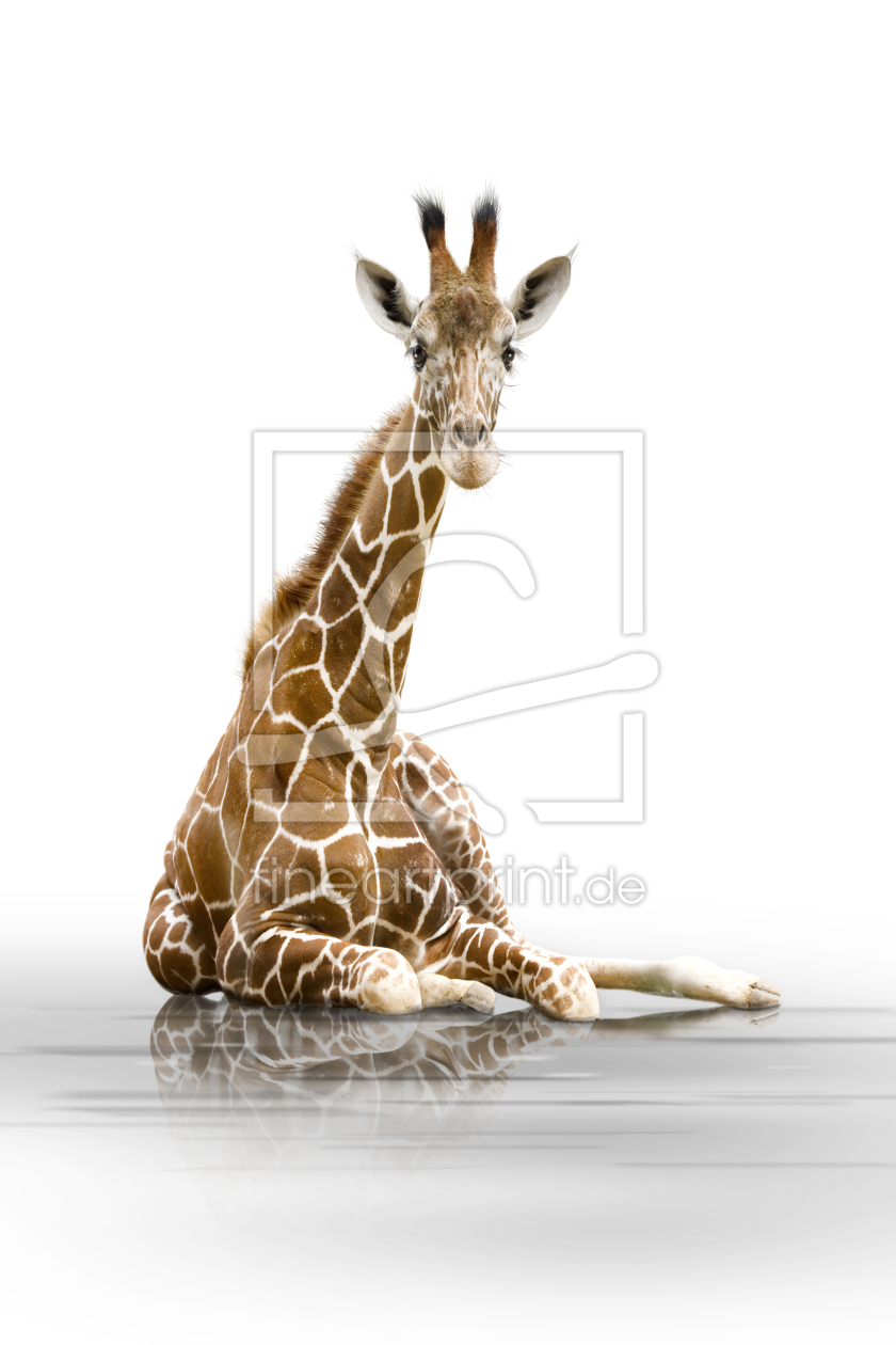 Bild-Nr.: 9386068 Giraffe 001 erstellt von Dreblow