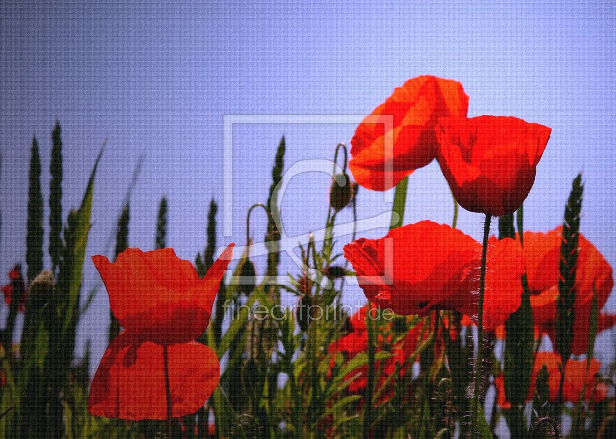 Bild-Nr.: 9388862 Zauberhafter Mohn erstellt von AntjeKirchhoff