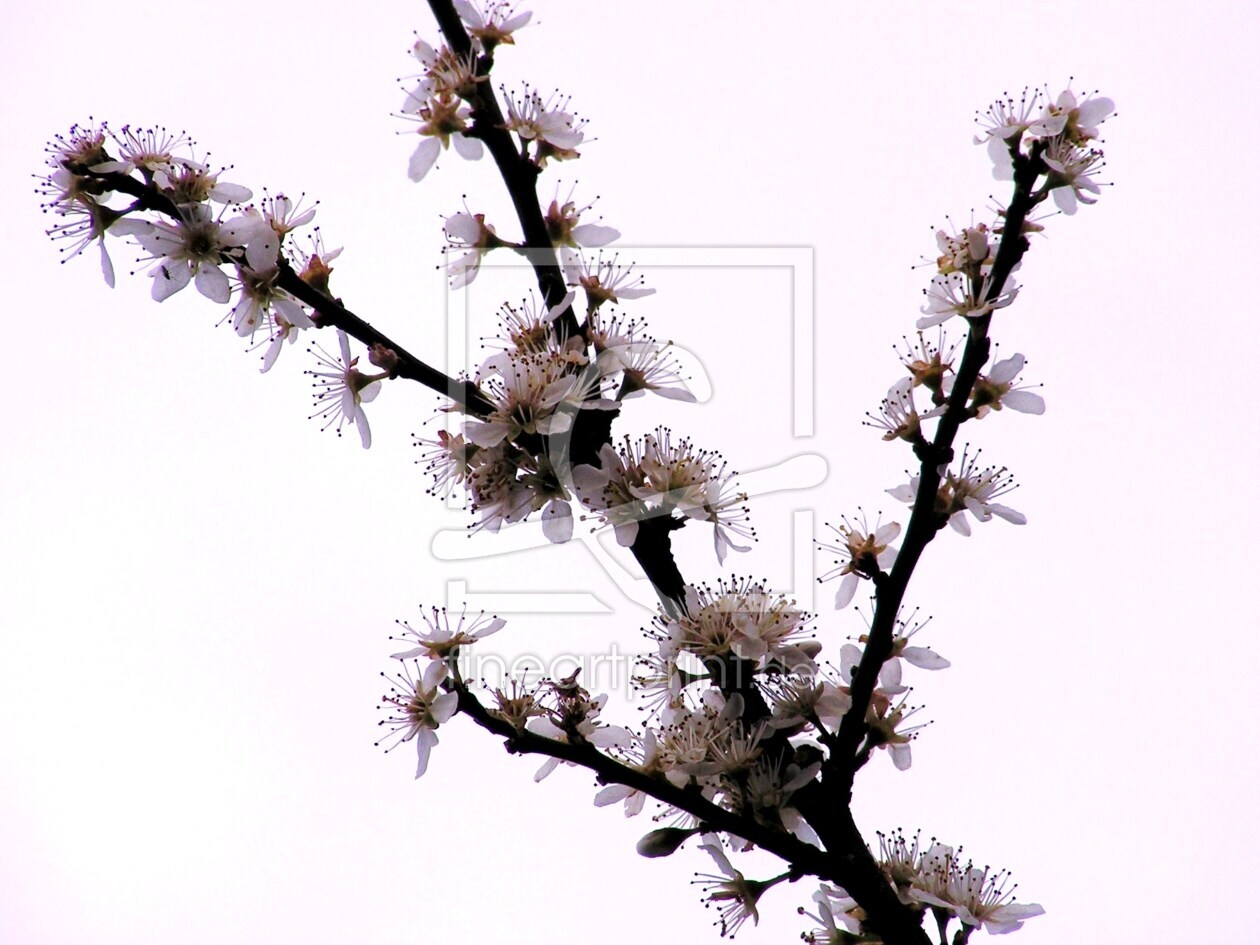 Bild-Nr.: 9388876 Frühling erstellt von Renate Knapp