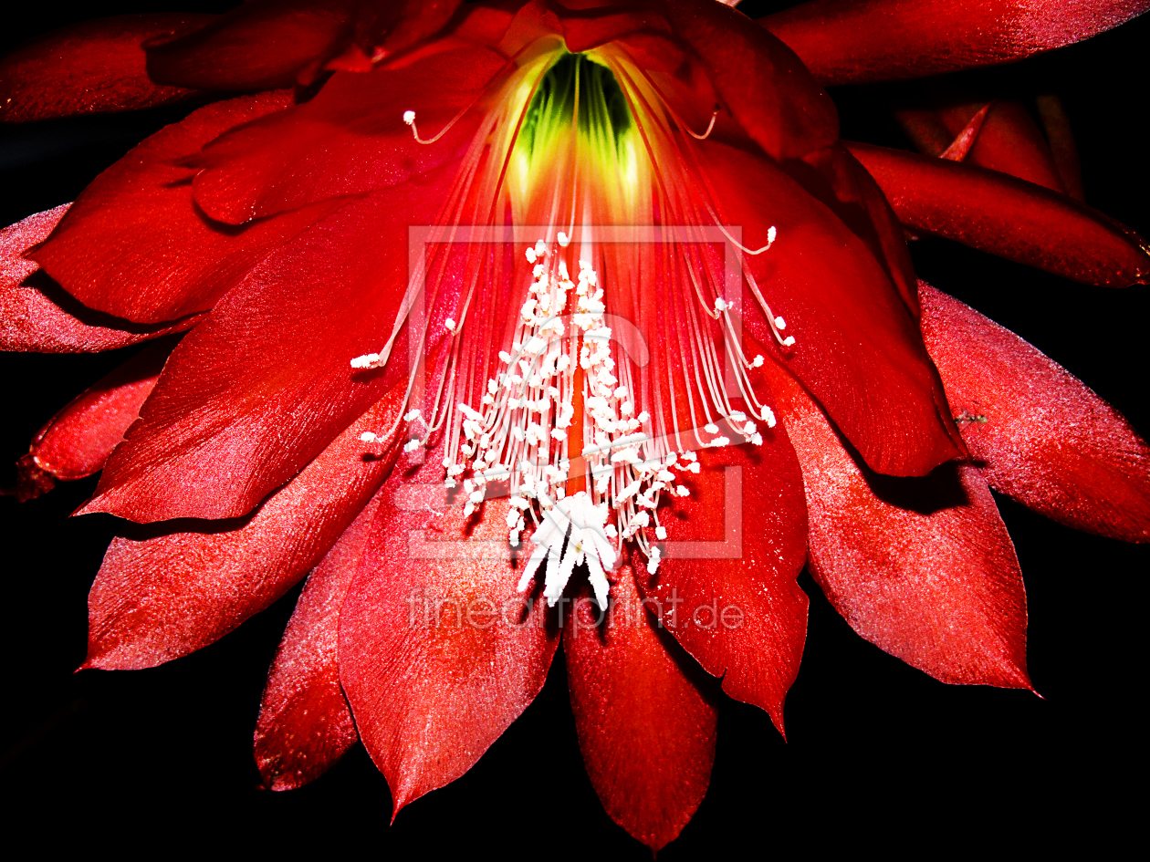 Bild-Nr.: 9390540 Kaktusblüte erstellt von blackundblanc