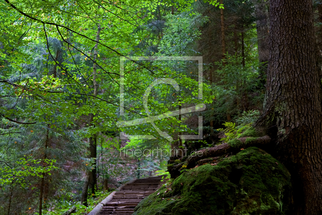 Bild-Nr.: 9392558 D U R C H . D E N . Z A U B E R W A L D erstellt von 