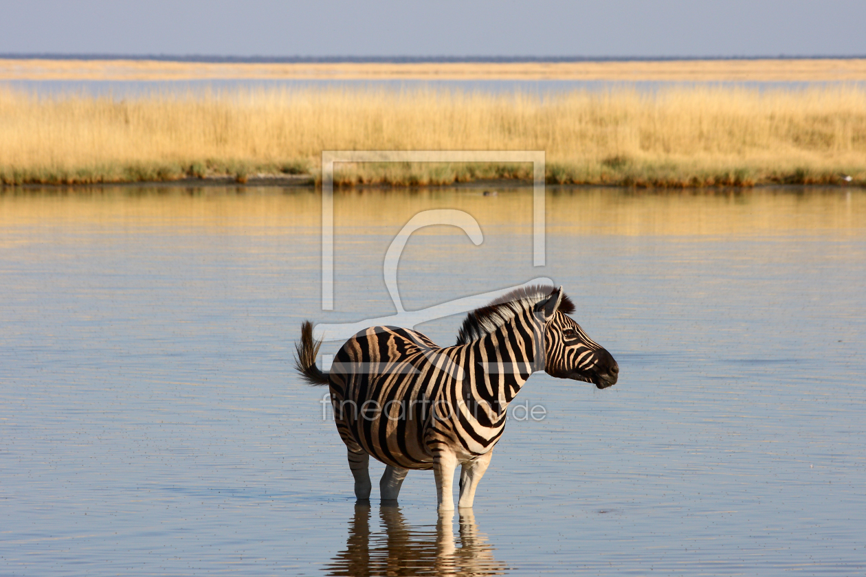 Bild-Nr.: 9392562 Zebra im Wasser erstellt von Henner