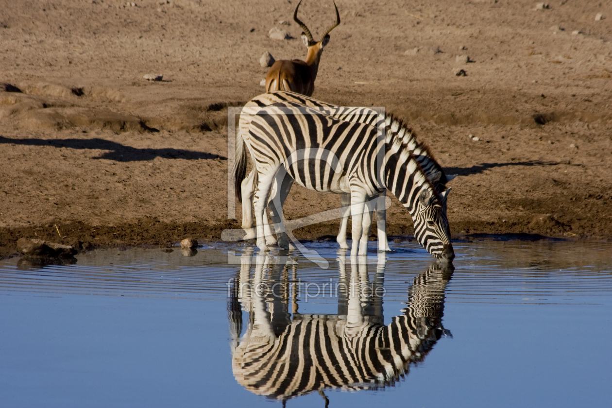 Bild-Nr.: 9392566 2 trinkende Zebras erstellt von Henner