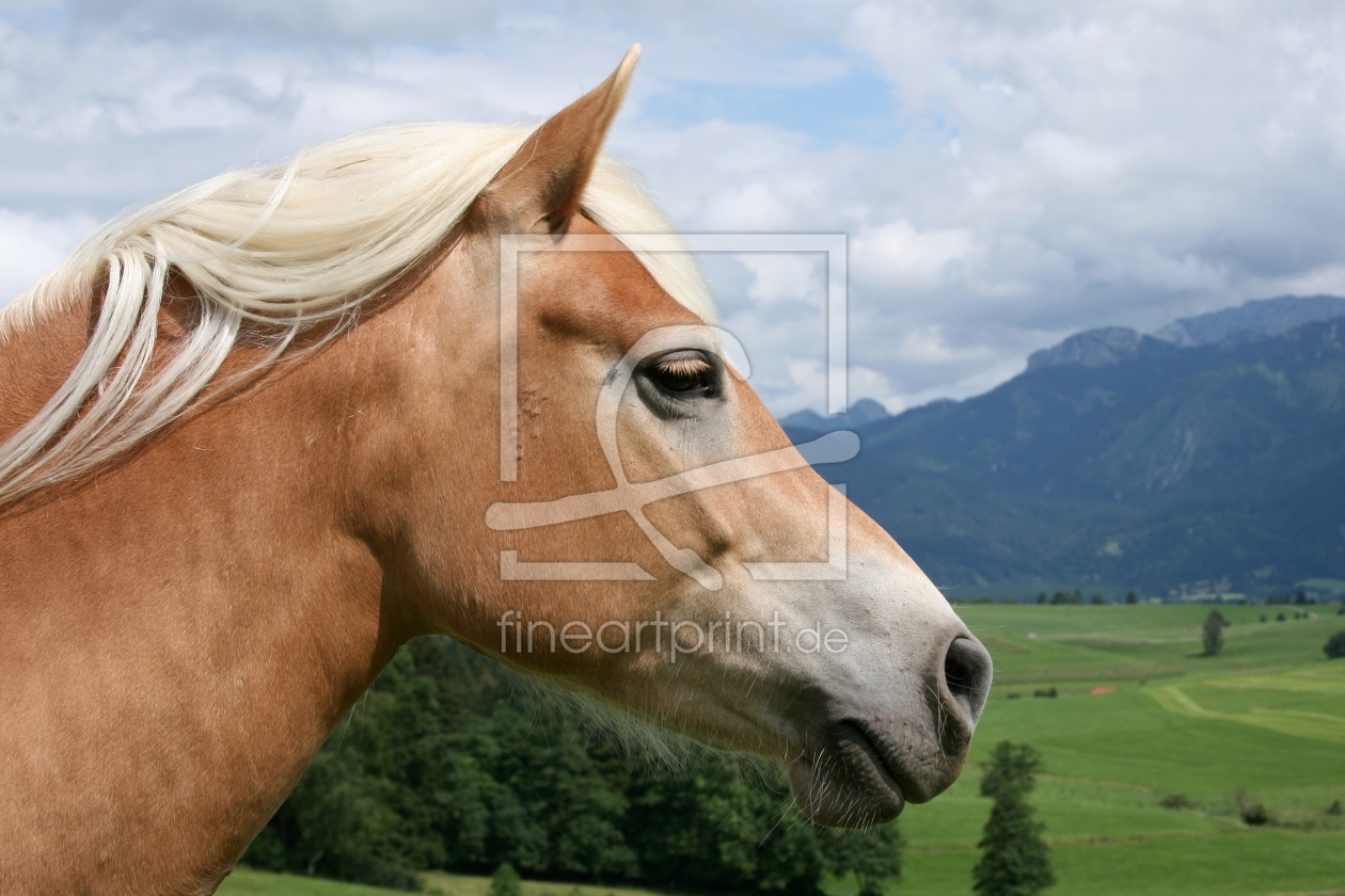 Bild-Nr.: 9392578 Pferdeportrait erstellt von widipic
