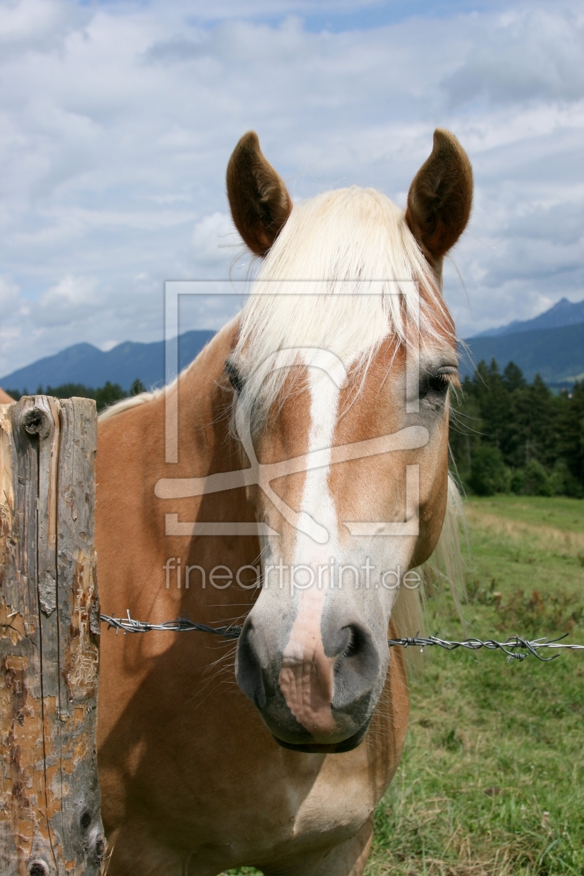 Bild-Nr.: 9392598 Pferdeportrait erstellt von widipic