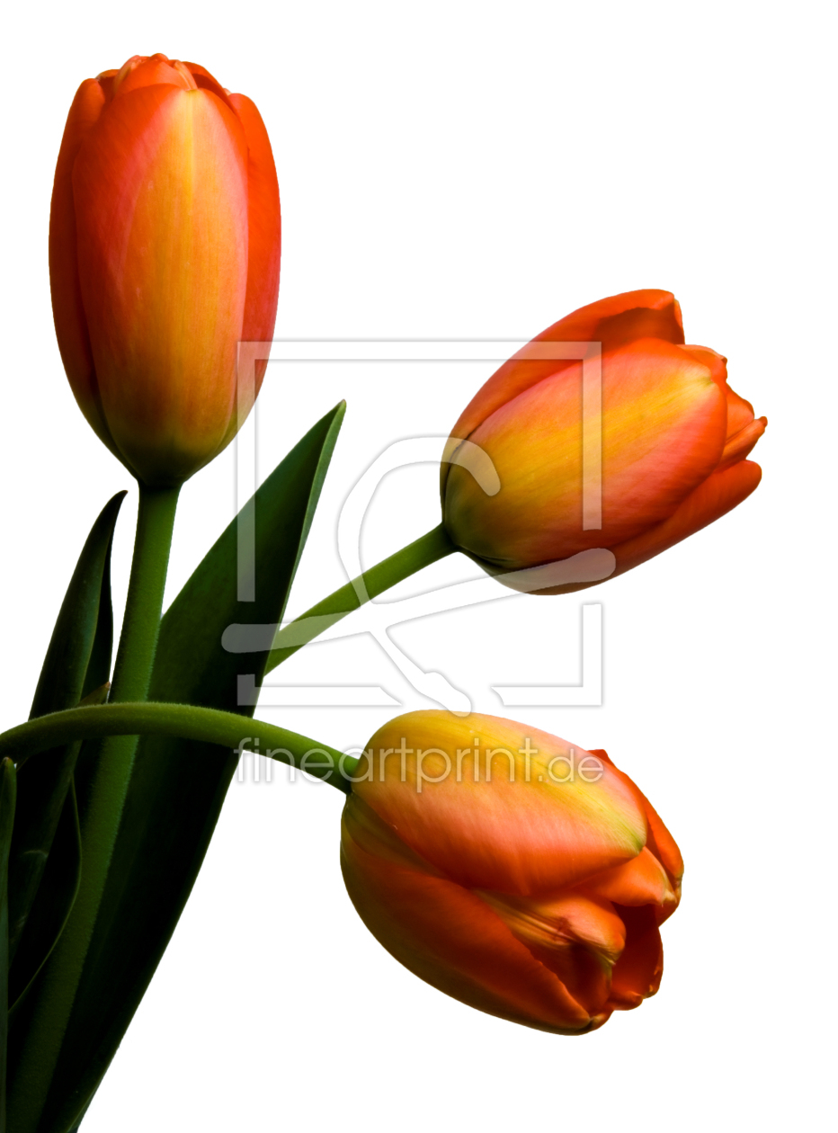 Bild-Nr.: 9393084 Tulpen erstellt von Uwe Jahn