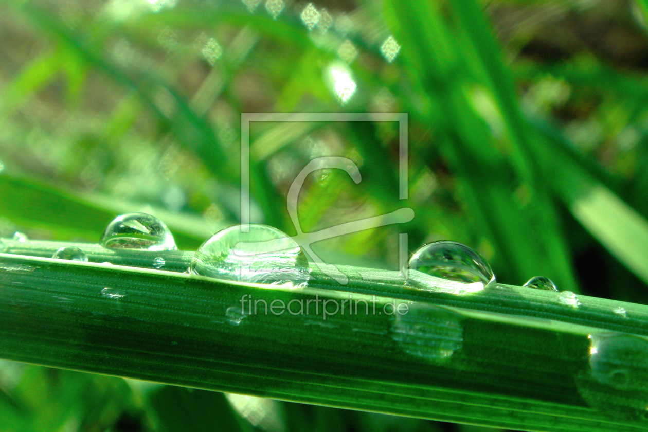 Bild-Nr.: 9393456 green drops erstellt von yammay
