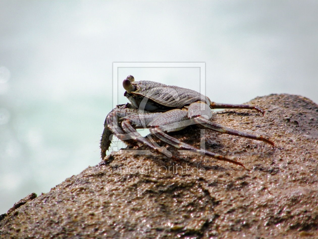 Bild-Nr.: 9393474 Krabbe - Herr des Strandes erstellt von gertrud20020