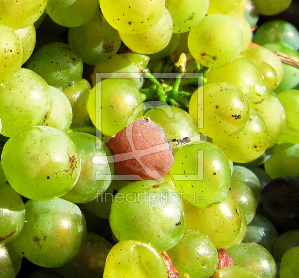 Bild-Nr.: 9393506 Auslese in der Weinlese erstellt von SuSus56