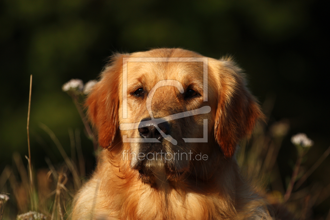 Bild-Nr.: 9394160 Golden Retriever Aaron I erstellt von angstundbange