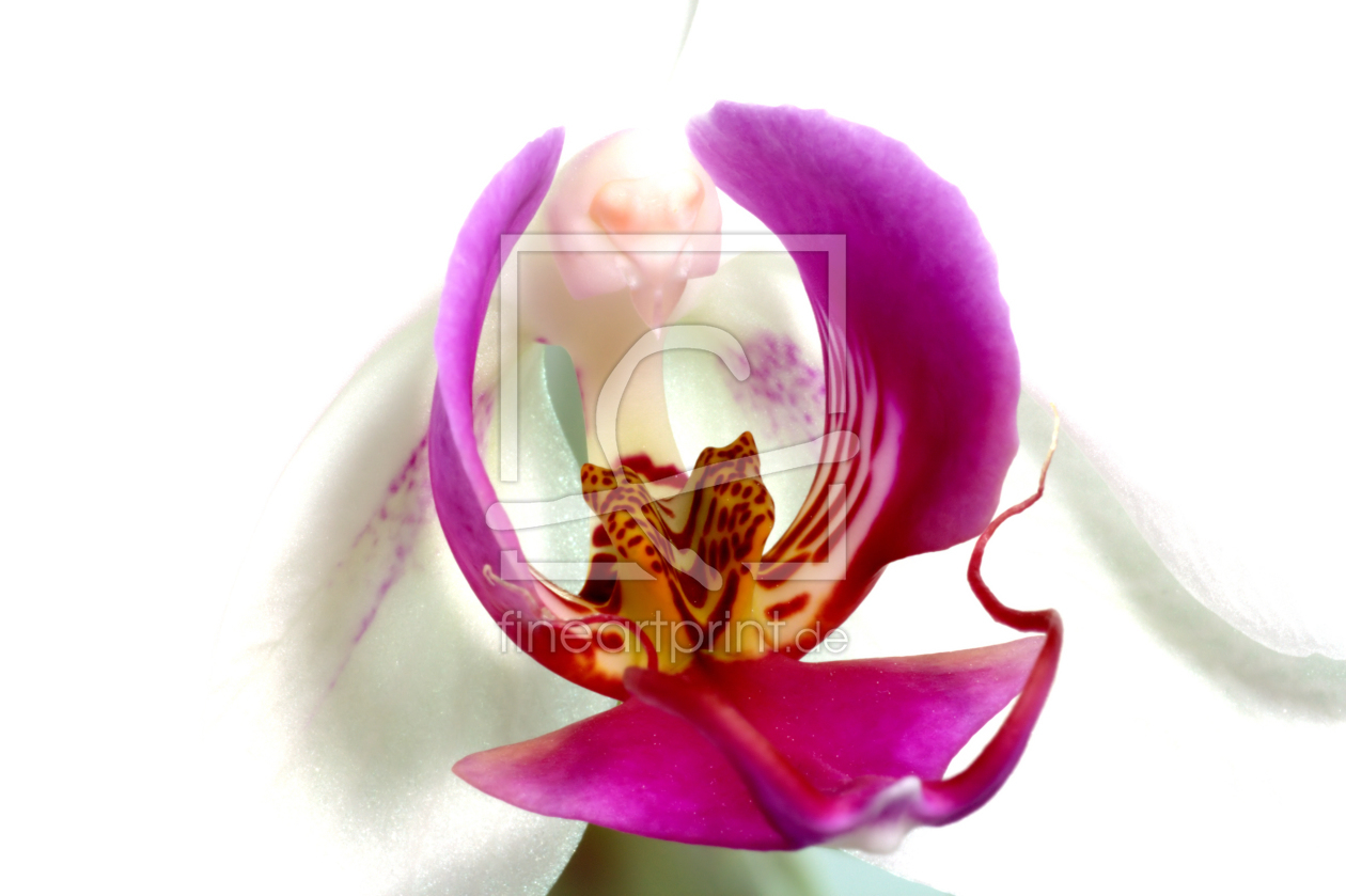 Bild-Nr.: 9394836 Orchidee erstellt von Uwe Jahn
