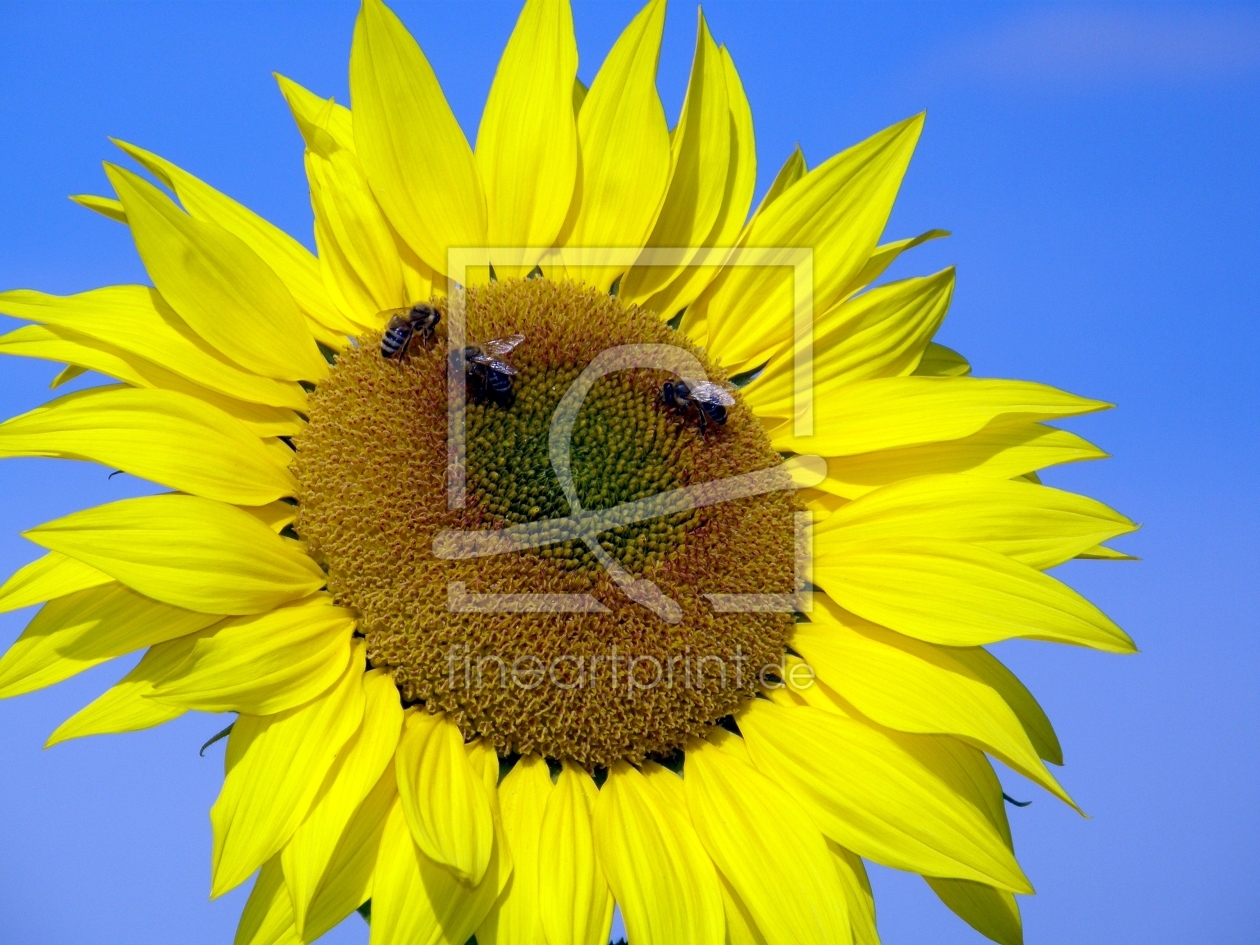 Bild-Nr.: 9395262 Sonnenblume mit Besuch erstellt von widipic