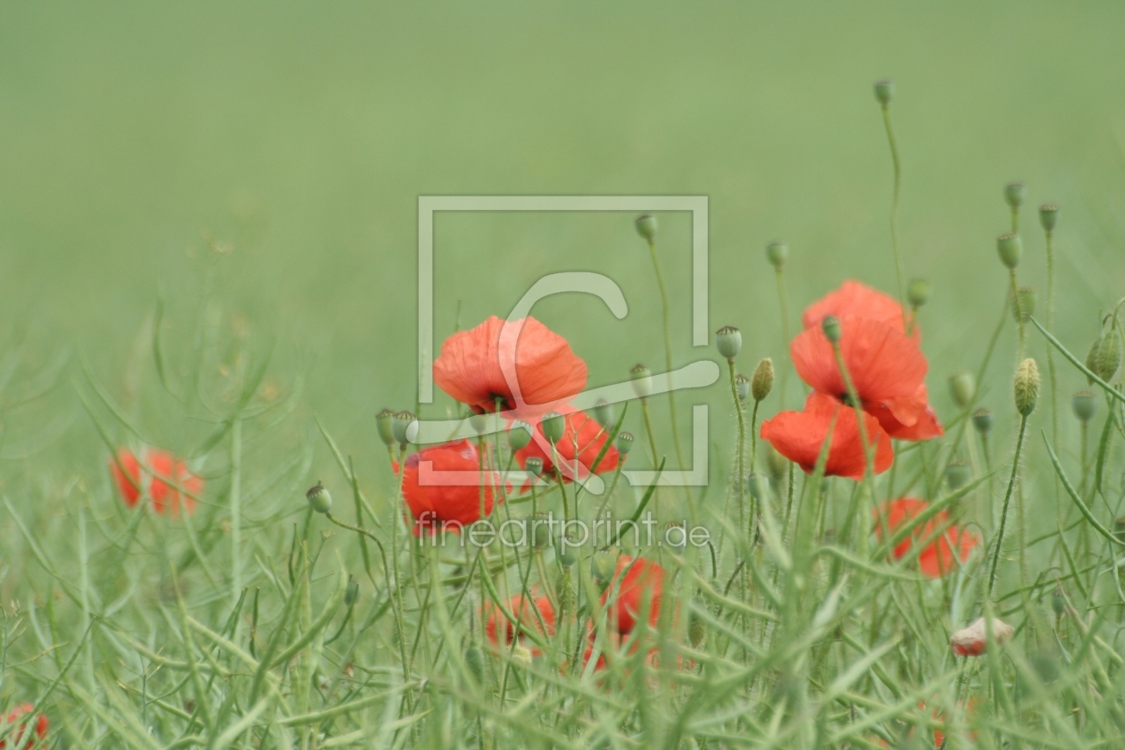 Bild-Nr.: 9396362 Rote Mohnblüten im Wind erstellt von widipic