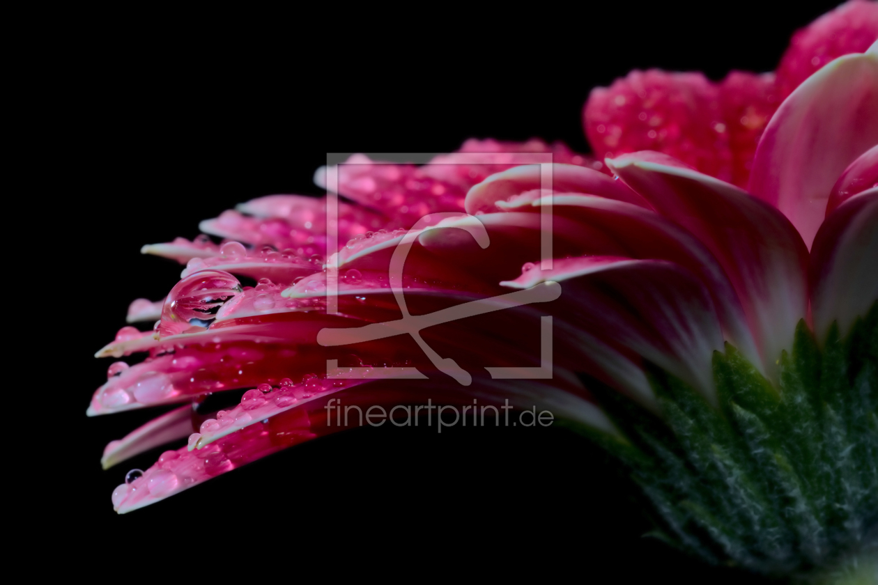 Bild-Nr.: 9396414 Gerbera mit Tropfen  erstellt von Uwe Jahn