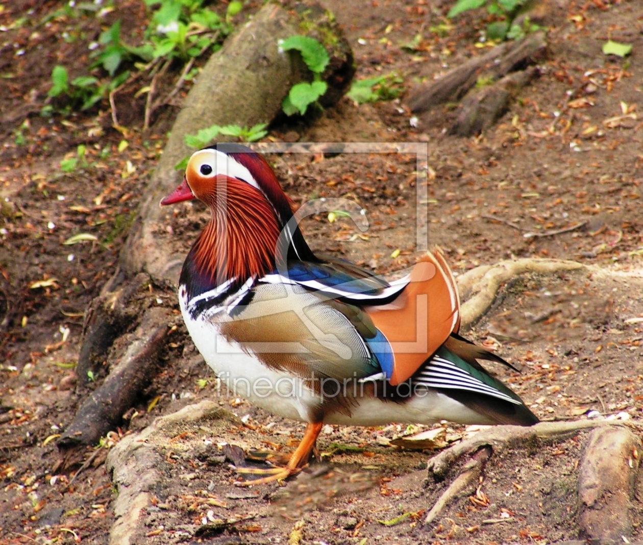 Bild-Nr.: 9396992 Mandarinenente erstellt von Renate Knapp