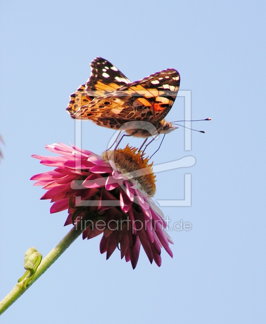 Bild-Nr.: 9397276 Besuch  erstellt von Renate Knapp