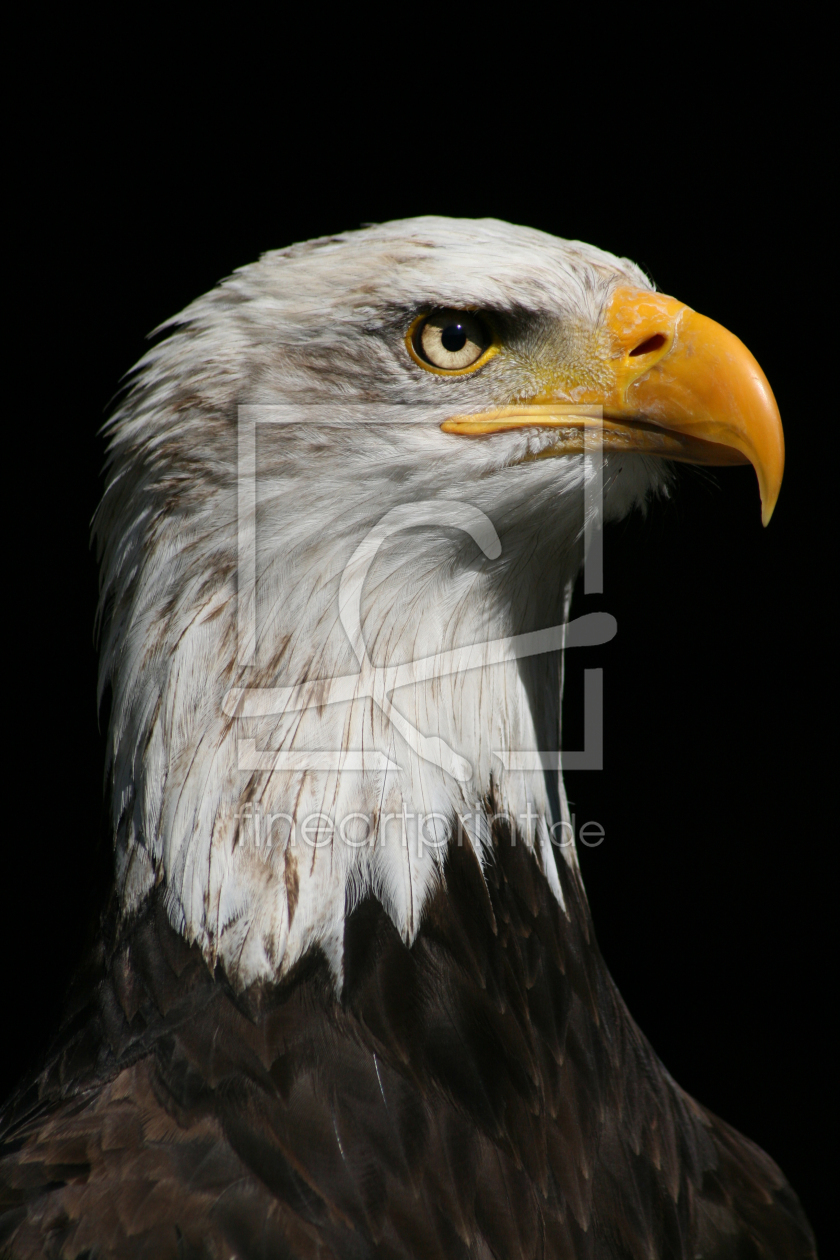 Bild-Nr.: 9397338 Weißkopf-Seeadler erstellt von MK-Digifoto