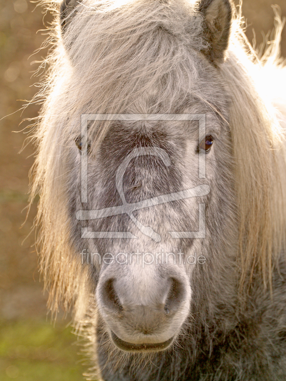 Bild-Nr.: 9398804 Shetlandponyportrait erstellt von Rastafari