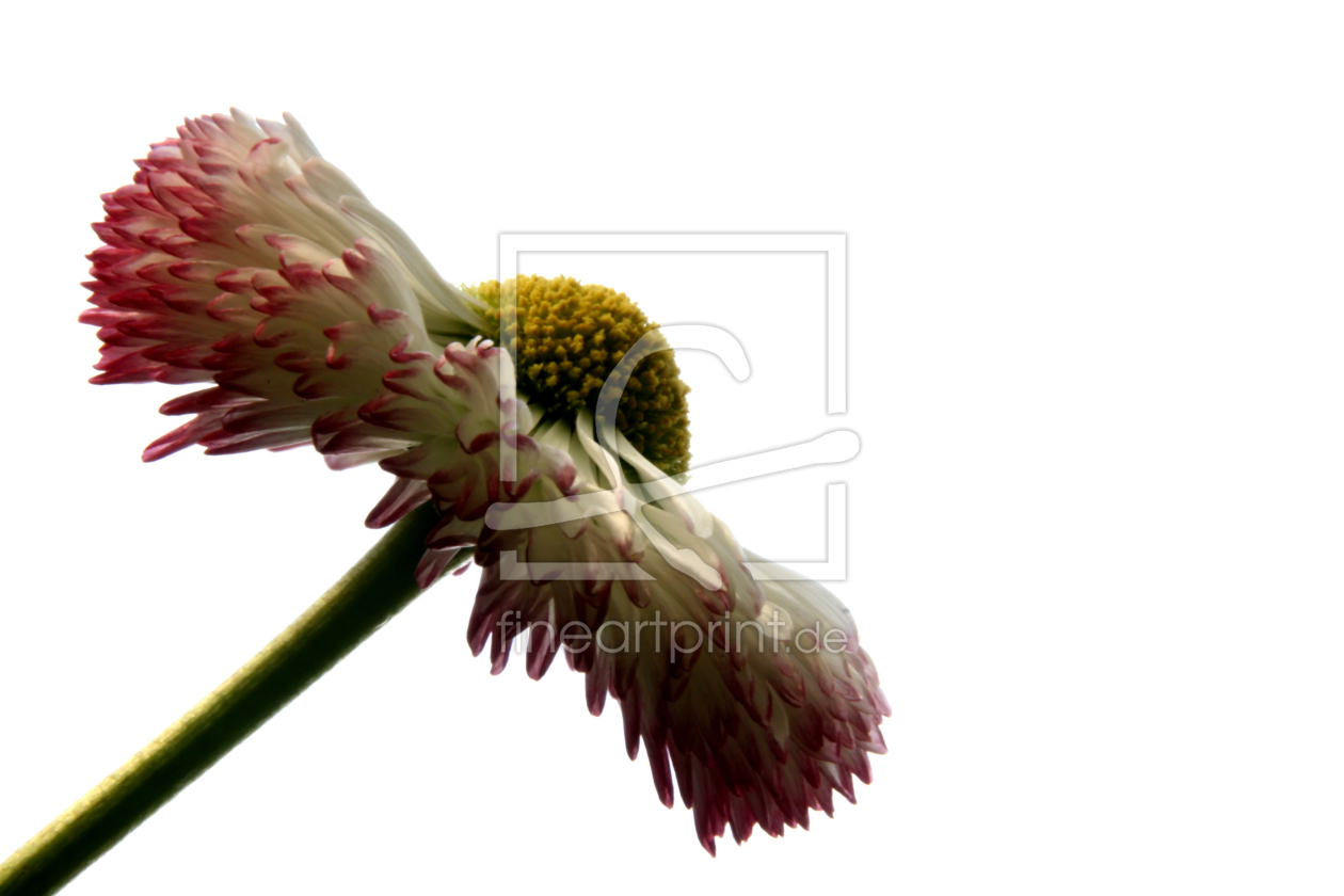 Bild-Nr.: 9399210 Wiesenblume erstellt von Uwe Jahn