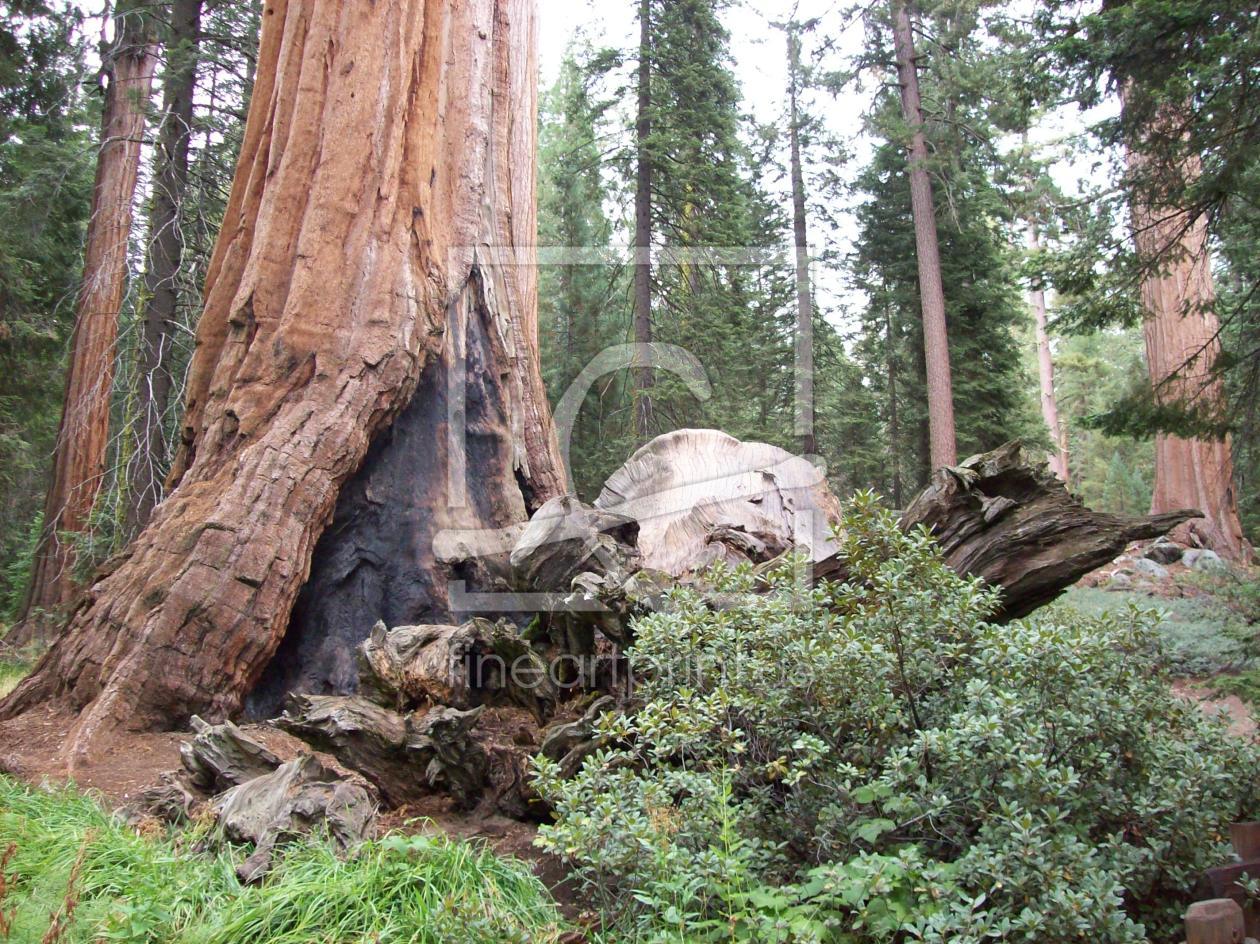 Bild-Nr.: 9400050 Redwood Forrest erstellt von Marion227