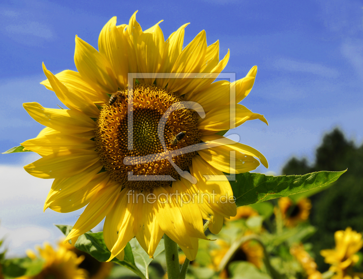 Bild-Nr.: 9400732 Sommersonnenblume erstellt von boscopics