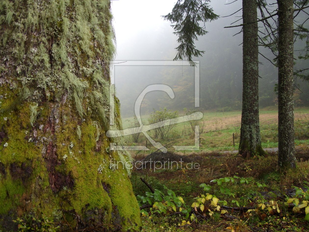 Bild-Nr.: 9401044 Herbstwald 4 erstellt von Eva-Maria Oeser