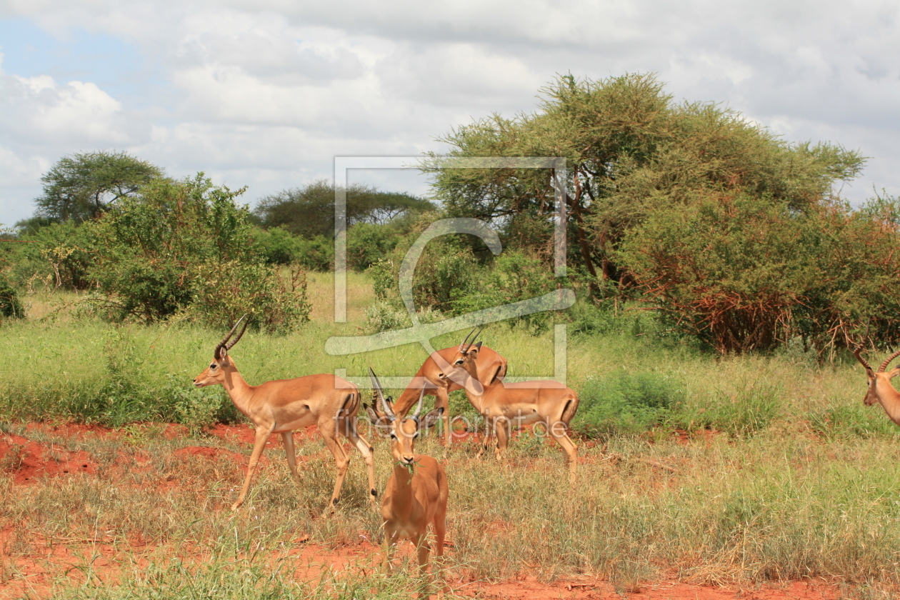 Bild-Nr.: 9401402 Impallas erstellt von Kruemelxy