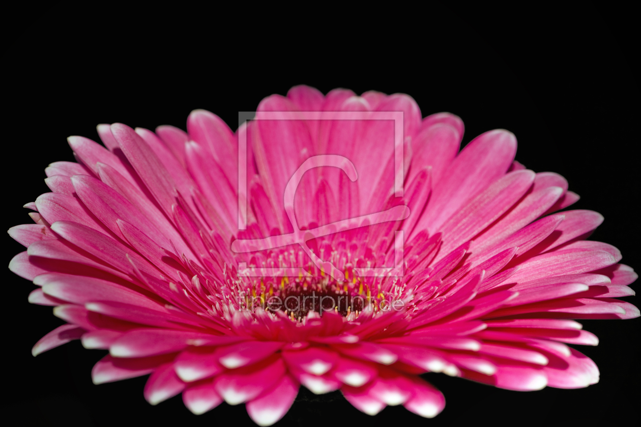 Bild-Nr.: 9403306 pink flower erstellt von TinaJuli24