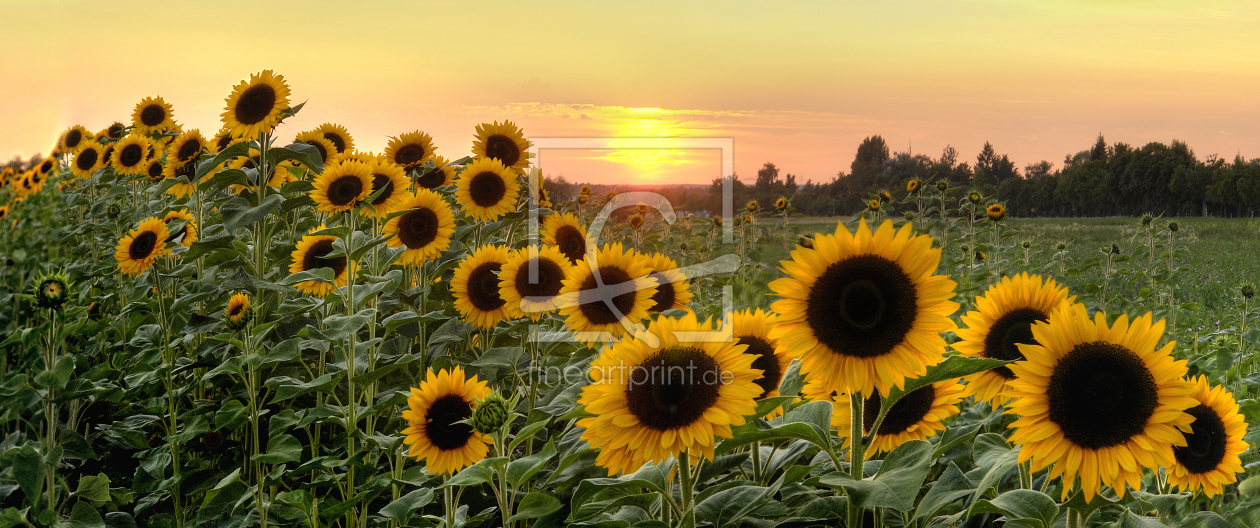 Bild-Nr.: 9407274 Sonne und Blume erstellt von PeterTost
